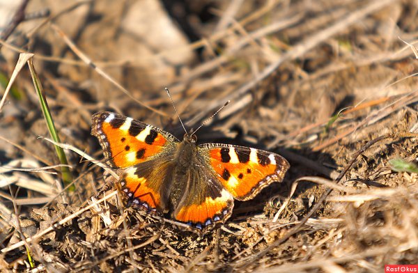 Весенние бабочки