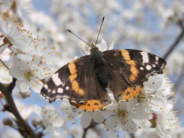 Первые бабочки весной