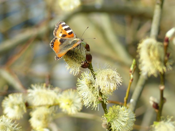 Бабочки весной картинки
