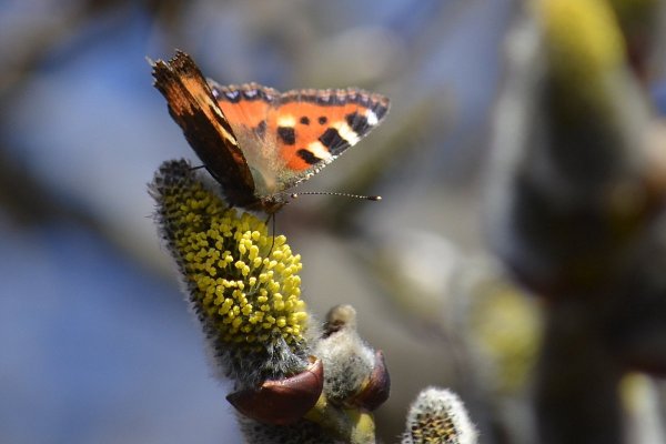 Бабочки весной