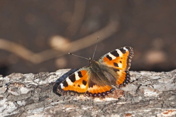 Весенние бабочки