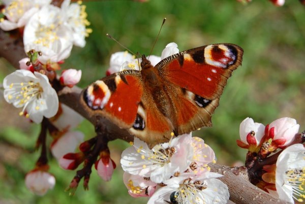 Первые весенние бабочки