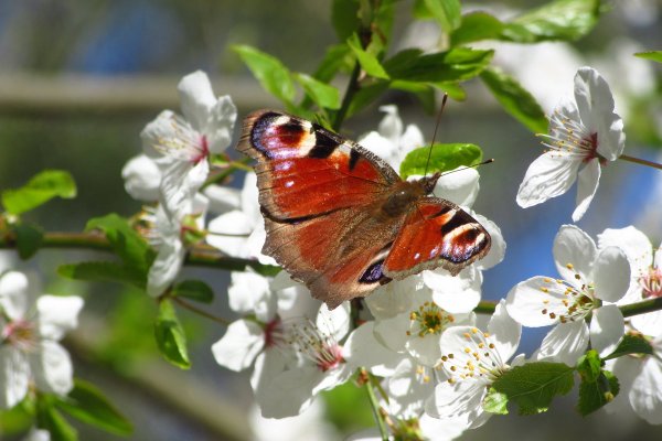 Просыпаются насекомые