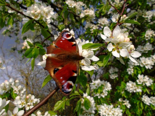 Весенние бабочки