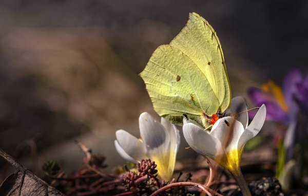 Бабочки весной