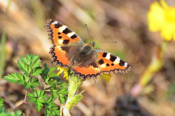 Насекомые весной в лесу
