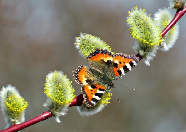Первая Весенняя бабочка крапивница