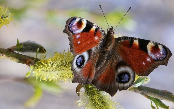 Весна бабочки