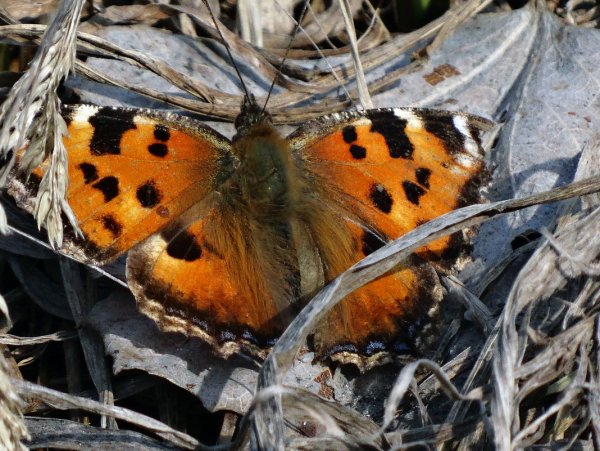 Бабочка которая первая появляется весной