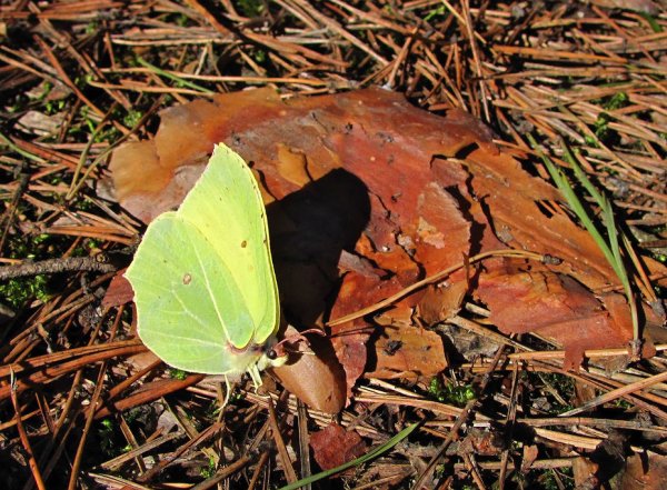 Бабочка-крапивница на Лесной проталинке