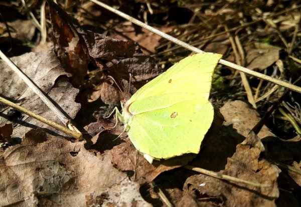 Первые бабочки весной