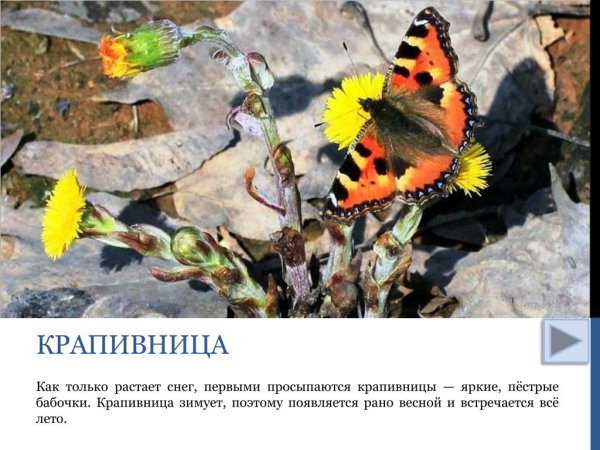 Бабочка пурпурная роза