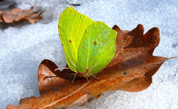 Первые бабочки