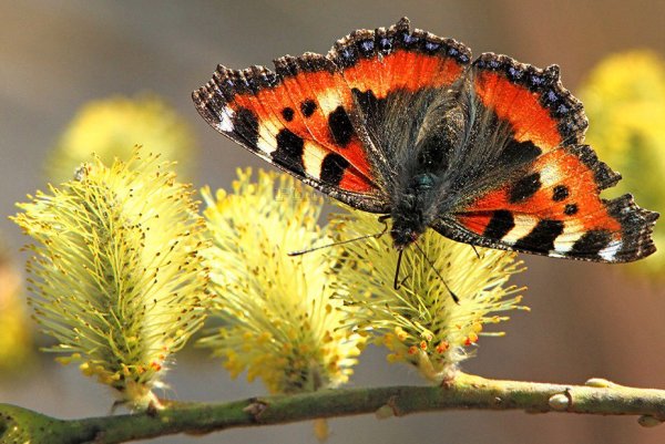 Бабочки ранней весной