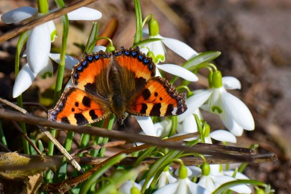 Первые весенние бабочки