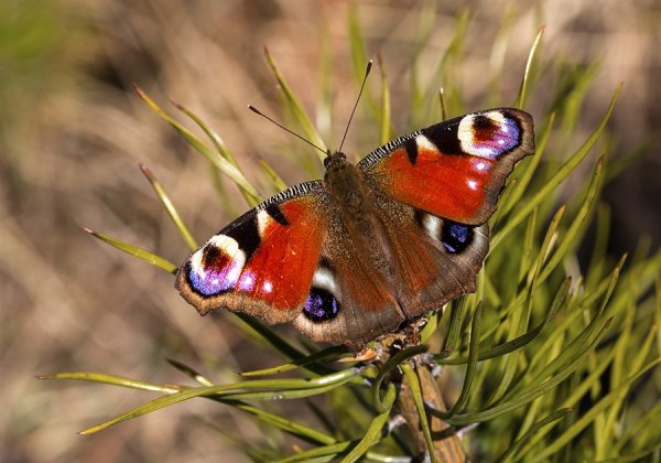 Бабочки ранней весной