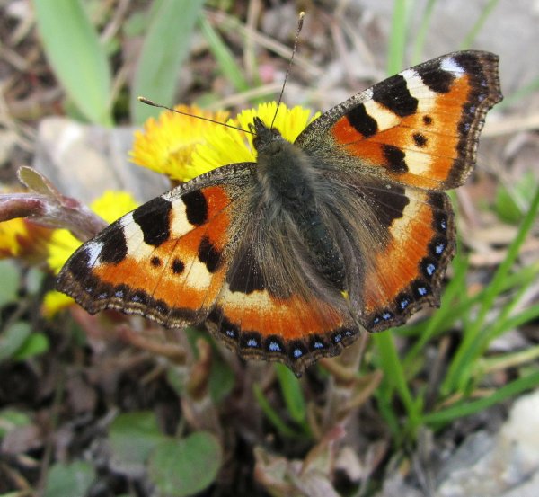 Майские бабочки