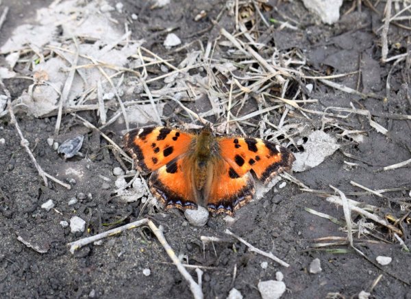 Бабочка-крапивница на Лесной проталинке