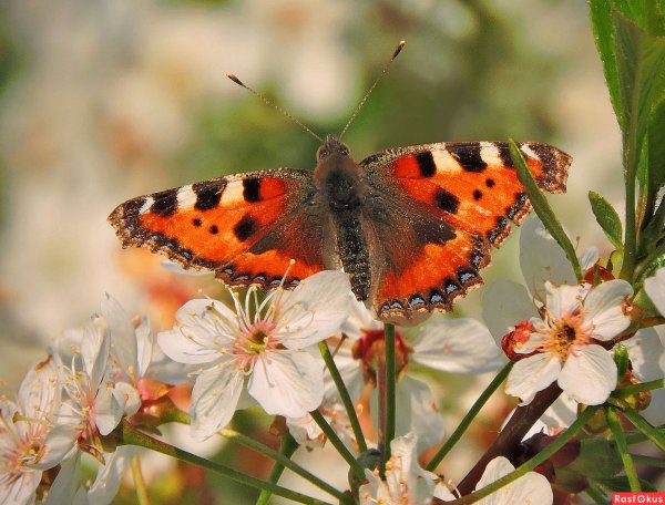 Бабочки в природе