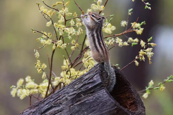 Бурундук в Якутии