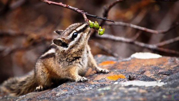 Сибирский бурундук