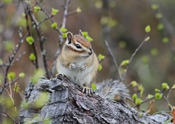Семейка бурундуков