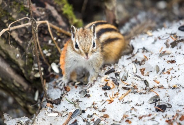 Сибирский бурундук