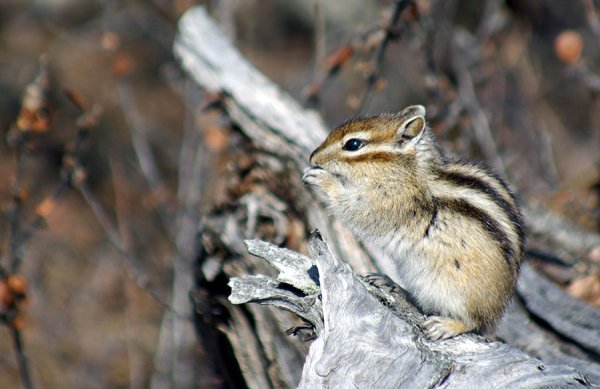 Кенозерский заповедник бурундук