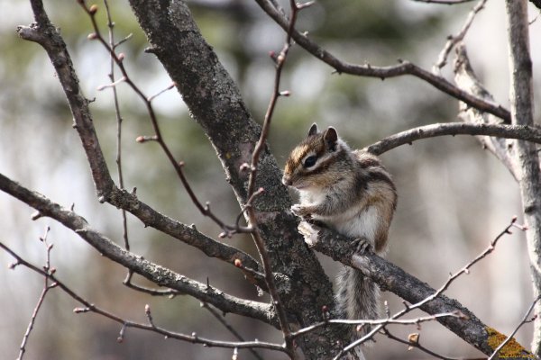 Бурундук Дальний Восток