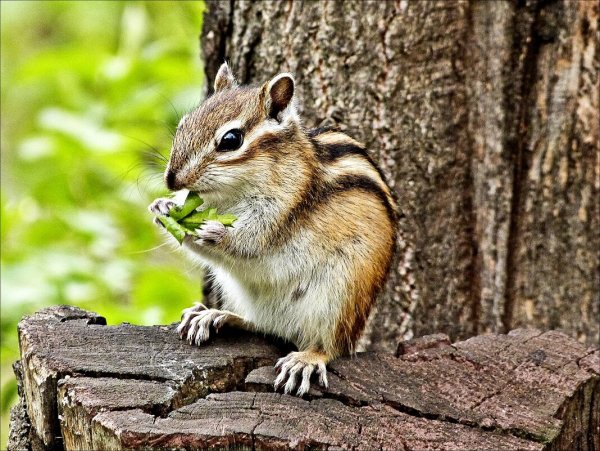 Бурундук Северной Америки