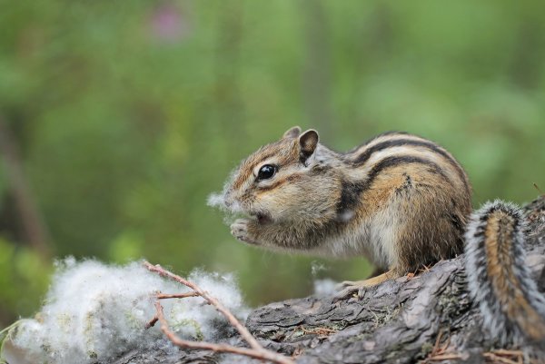 Бурундук Сибирский окрас