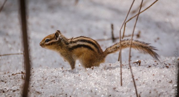 Зимняя спячка бурундука