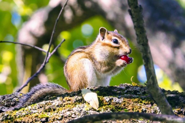Бурундук осенью