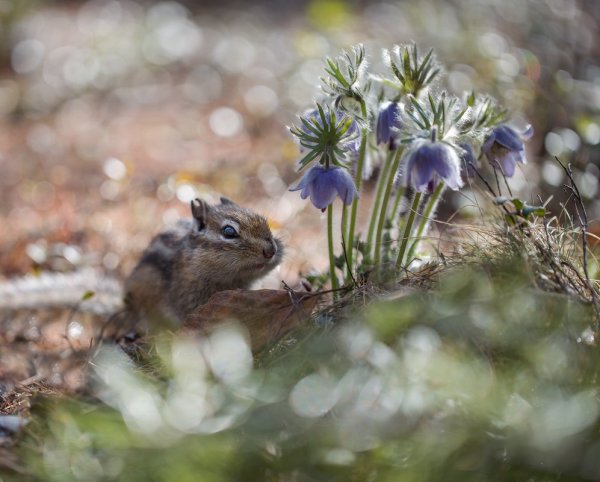 Природа солнце Весна бурундуки