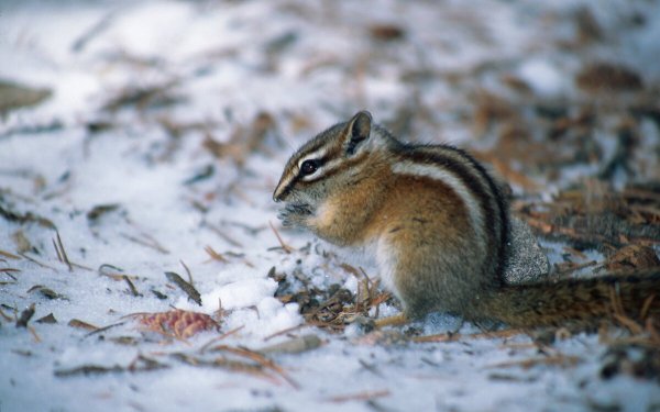 Бурундук в спячке