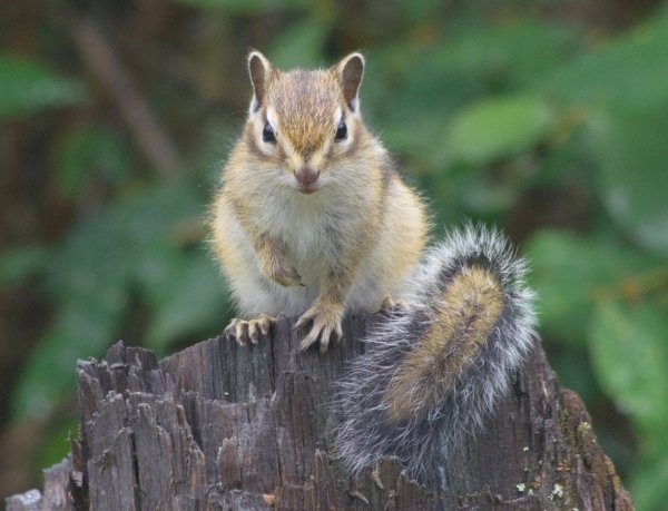 Рыжехвостый бурундук