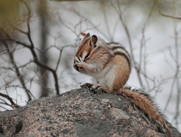 Животные Якутии