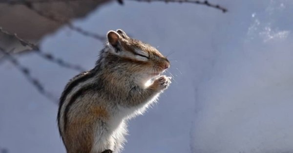 Бурундук в спячке