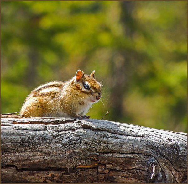 Михаил бурундуков