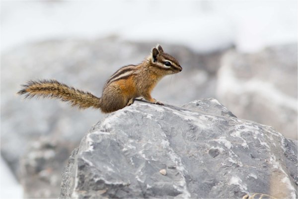 Рыжехвостый бурундук