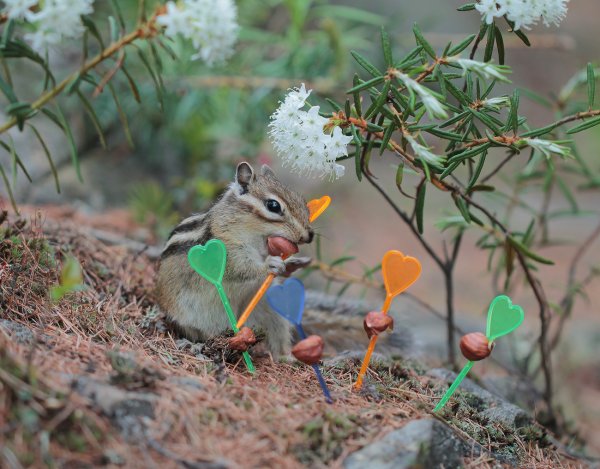 Бурундук весной