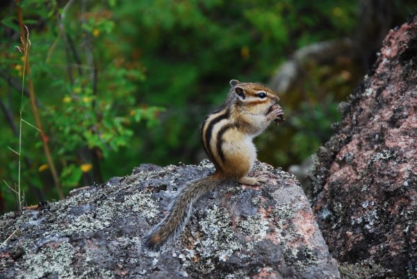 Баргузинский заповедник бурундук