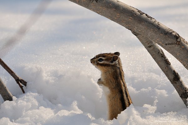 Нора бурундука