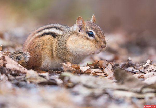 Зимняя спячка бурундука