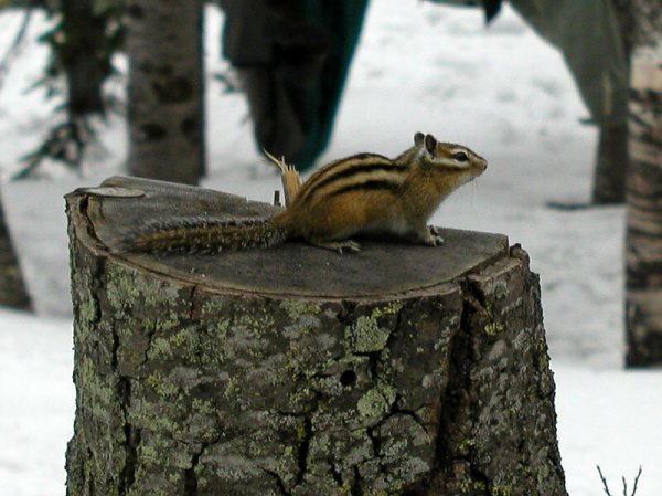 Нора бурундука