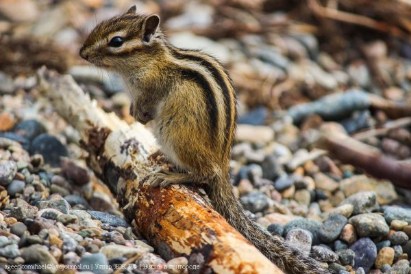 Бурундук в Омской области