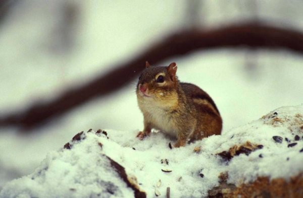 Картины по номерам бурундуки