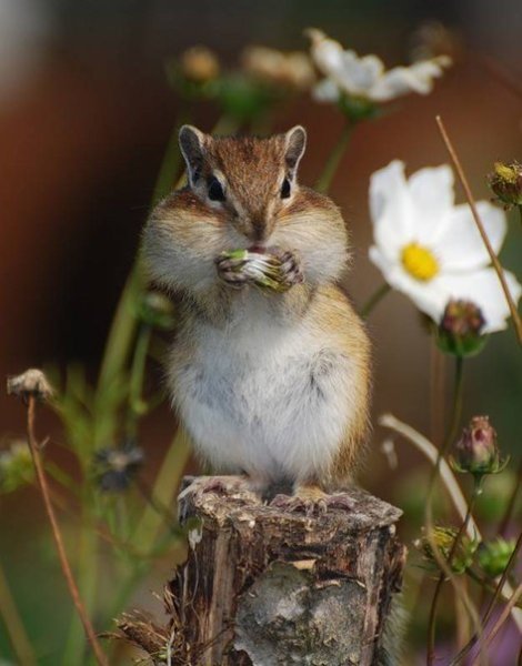 Бурундук осень
