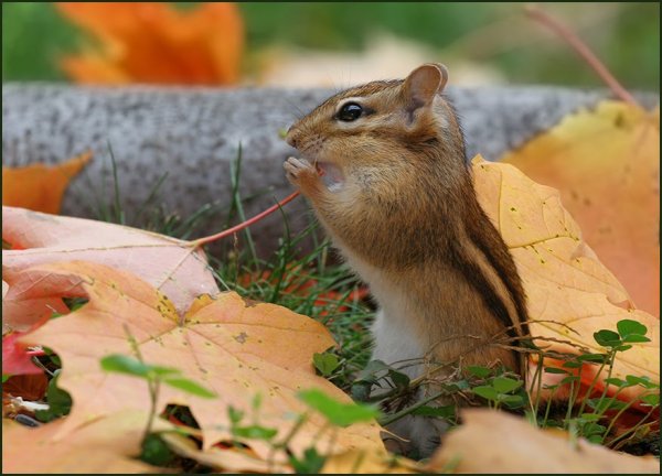 Бурундук Сибирский в Республике Марий Эл