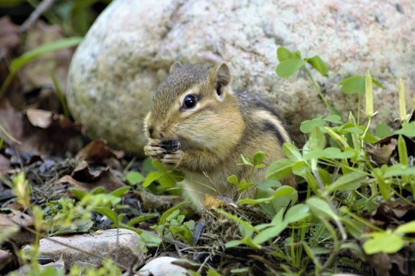 Животные весной